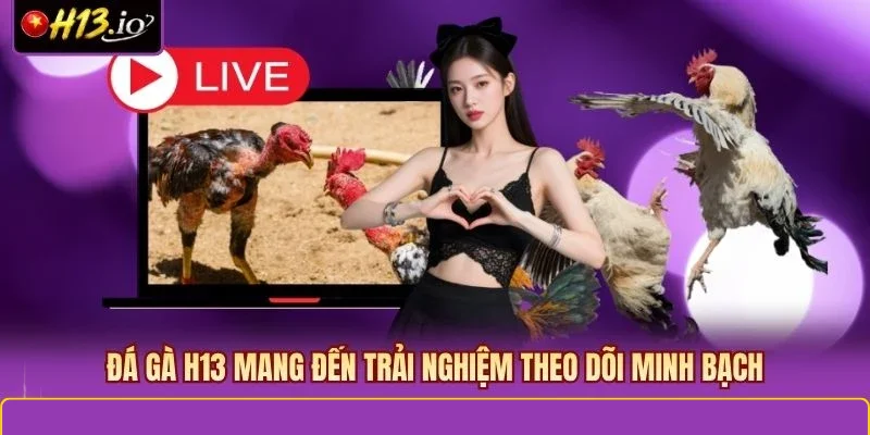 Đá Gà H13 mang đến trải nghiệm theo dõi minh bạch